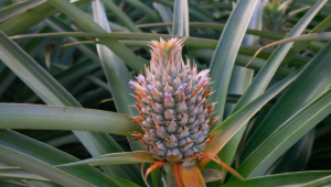 Aussies urged to enjoy pineapple glut
