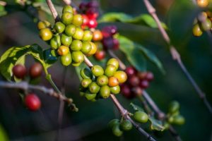 Increasing climate hazards could impact global coffee supply