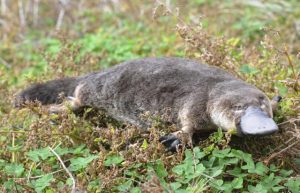 Help keep platypus safe