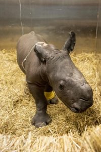 Zoo rhino calf dies