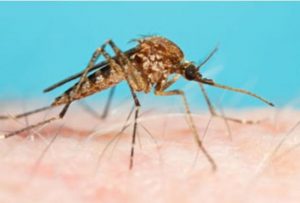 Risk of Japanese Encephalitis highlighted ahead of Easter holidays
