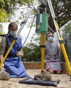 Voluntary X-rays for X-traordinary meerkats