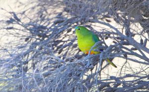 Rare parrot flies into Werribee for World Migratory Bird Day.