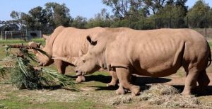 Letaba the rhino no longer allergic to eye-drops