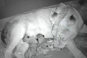 Werribee Zoo welcomes three new lion cubs