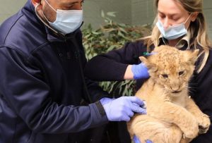 Cubs’ clean bill of health