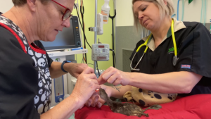 Zoo helps lost aquatic birds