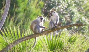 Primates share winter picnic among the treetops