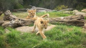 African names for cubs