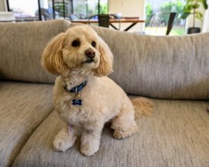 Ollie’s second life