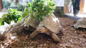 Tort-ally wild new tortoise habitat