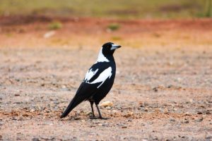 Magpie swoops top spot