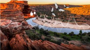 Birds soar high in poll