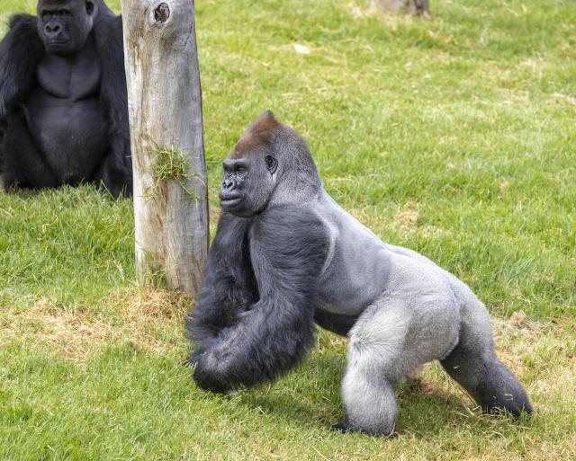 Hidden cameras show gorillas going ape | Wyndham