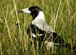 Victorians reminded that spring is swooping season