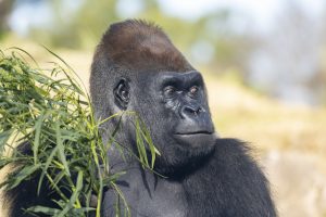 Werribee zoo features in train station tales