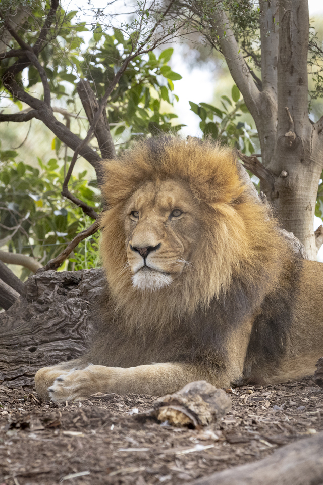 Cubs are the mane attraction