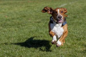 Dog spaces for Tarneit