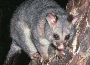Catch the critters at night in Eynesbury
