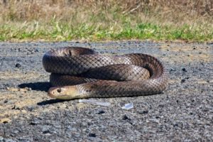 Snake season arrives