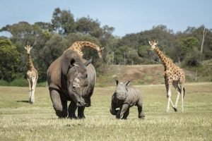 Jabulani’s public debut