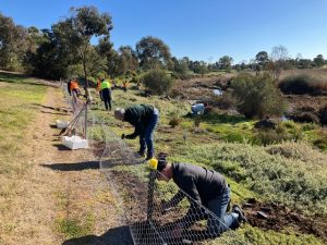 Help native frogs by mulching