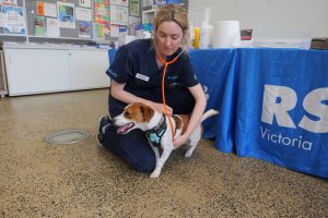 Low-cost pet vaccinations return to Wyndham