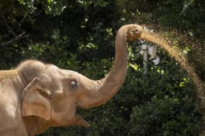 Elephants journey west