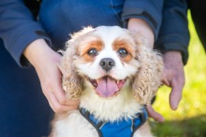 Hoppers Crossing to get off-leash dog park