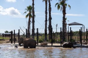 ‘World-class’ elephant trail opens