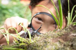 Teaching kids about bugs benefits the environment