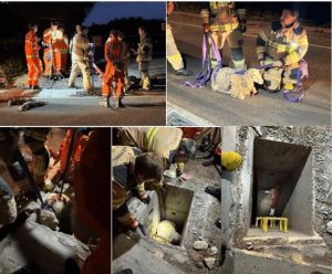 ‘Shaun’ the sheep rescued from pit