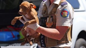 It’s not just animals being abused says RSPCA Victoria