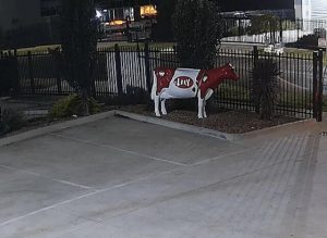Search for stolen fibreglass cow