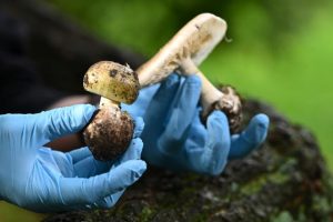 Deadly mushroom warning