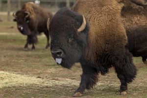 Bison enters public life