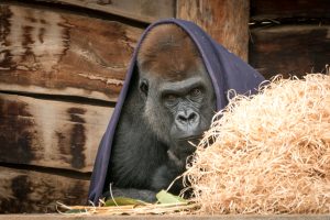 Rainy day fun at the zoo