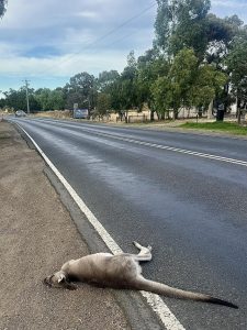 Deadly roads for wildlife