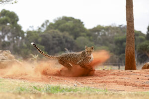 Kulinda aging gracefully