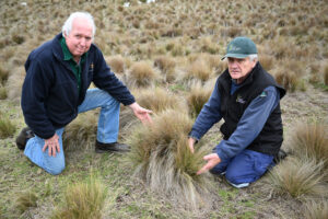 Weed destroying Wyndham