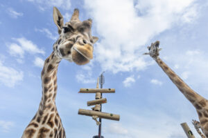 New use for bamboo at zoo