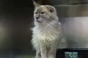 Don’t feed stray cats