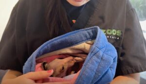 Watch out for wildlife