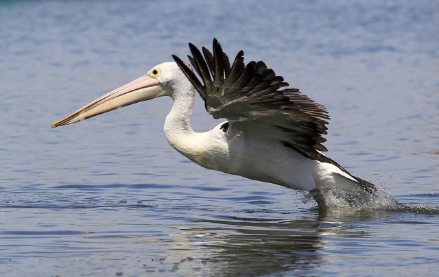 Dune restoration plan backed