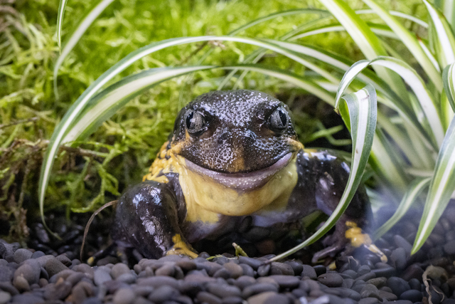 Recycle drink containers to help save frogs