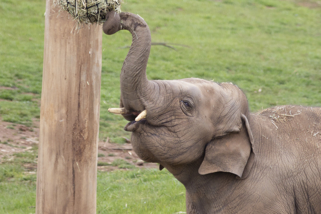 Roi-Yim is growing up