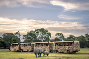 Sunset Safari returns