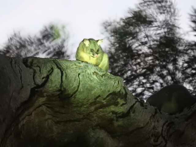 Eyes peeled for a possum