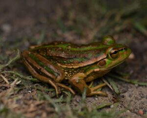Illegal frog move threatens species