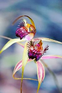 Market, face-painting & winter show – Community Calendar, June 22, 2016